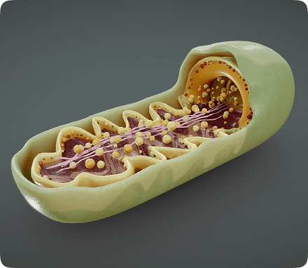 Mitochondria